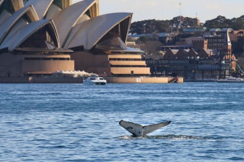 Whale Watching in Sydney-5